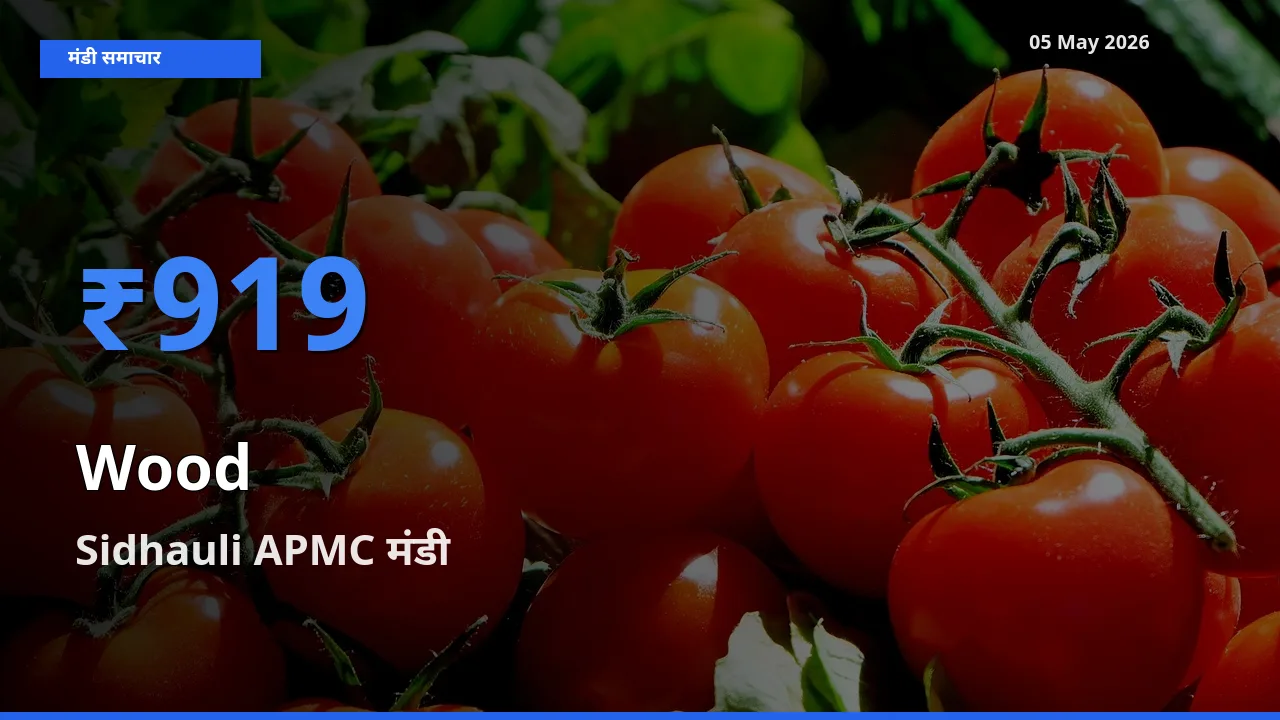 आज का मंडी भाव: लकड़ी के सबसे ज़्यादा दाम Sidhauli APMC में