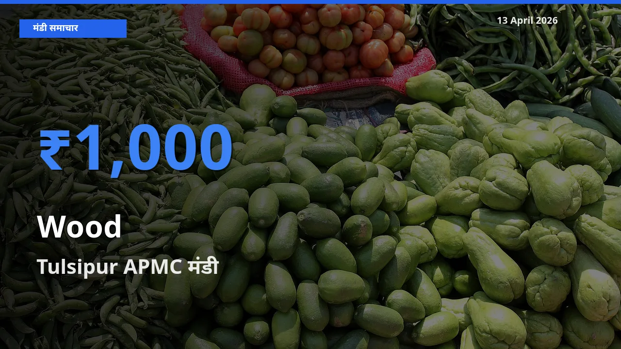 आज लकड़ी के सबसे ऊँचे दाम ₹1,000 Tulsipur APMC मंडी में