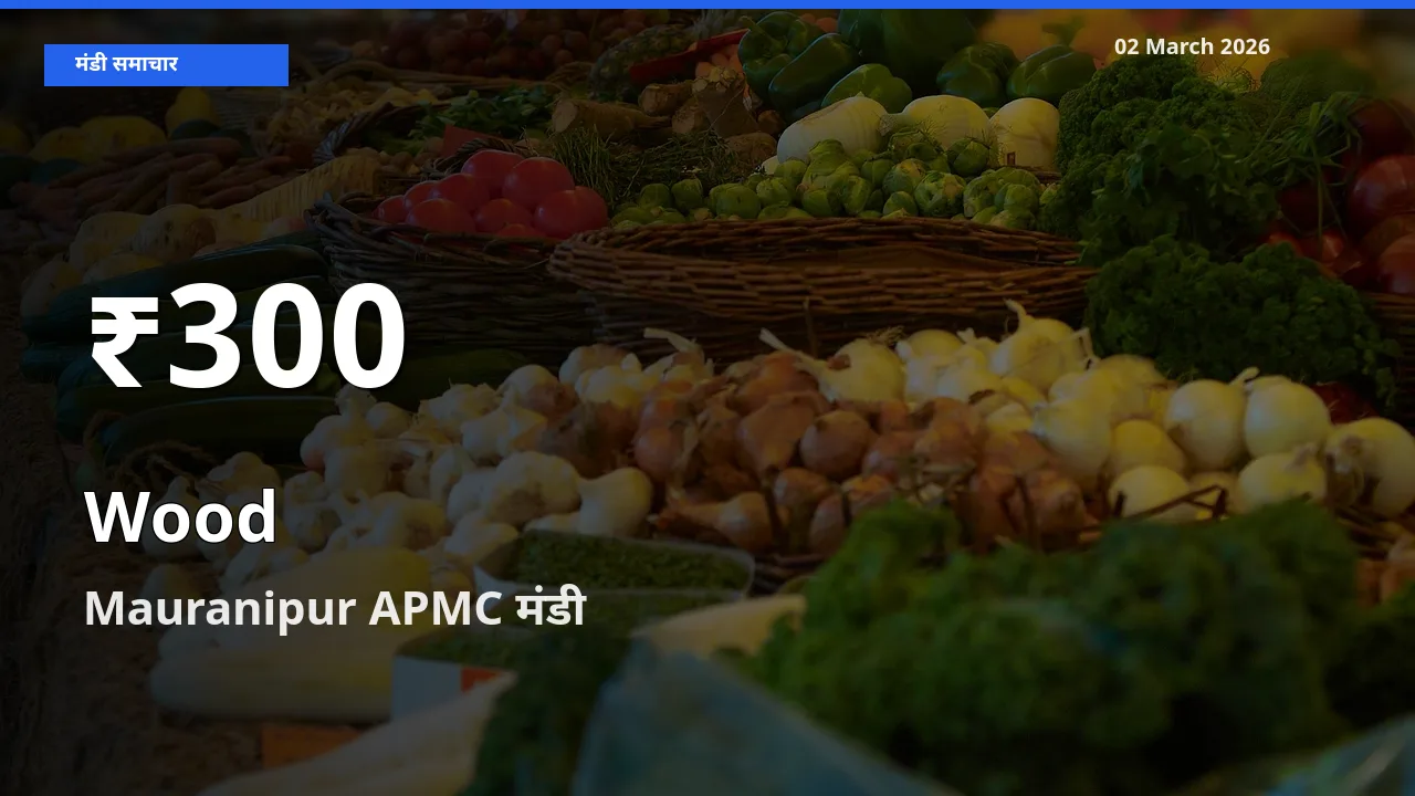 तेज़ गिरावट! Mauranipur APMC में लकड़ी के दाम 30 दिन के निचले स्तर पर
