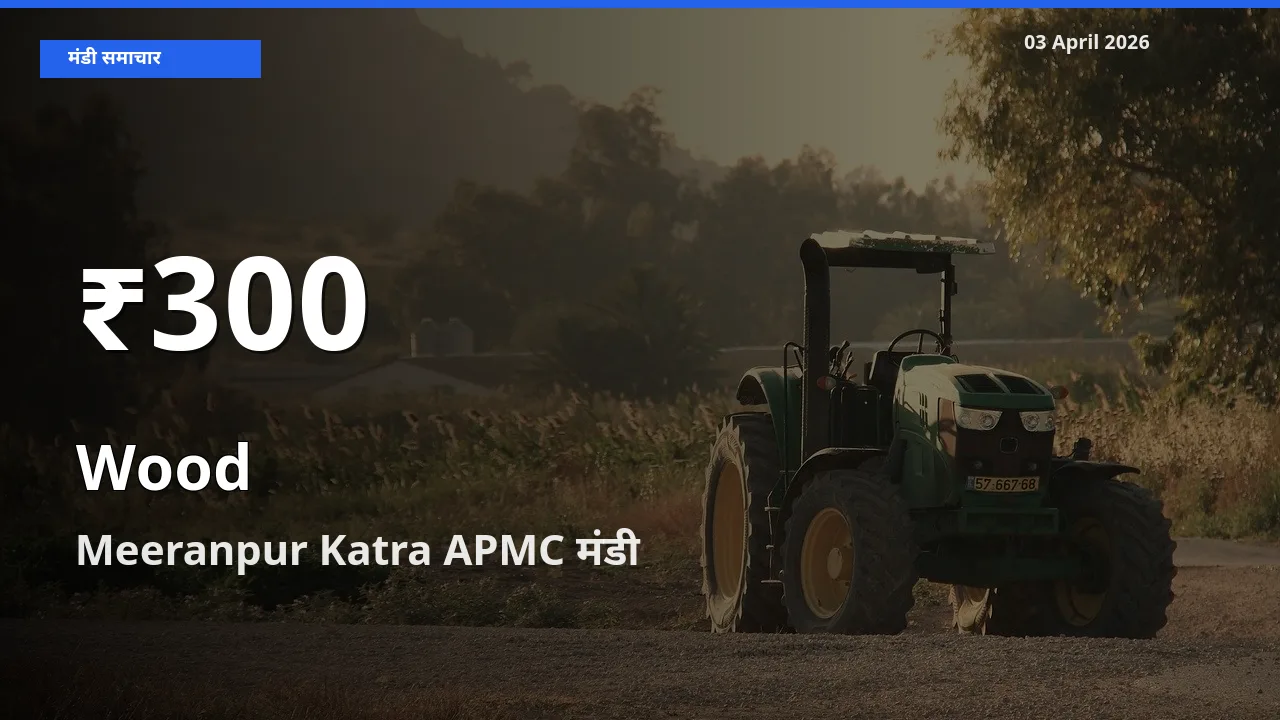 आज का मंडी भाव: Meeranpur Katra APMC में लकड़ी 30 दिन के सबसे कम स्तर पर