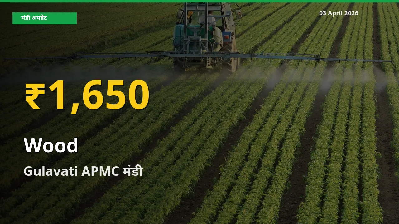 Gulavati APMC में लकड़ी ₹1,650 पर पहुँचा – अब तक का उच्चतम भाव