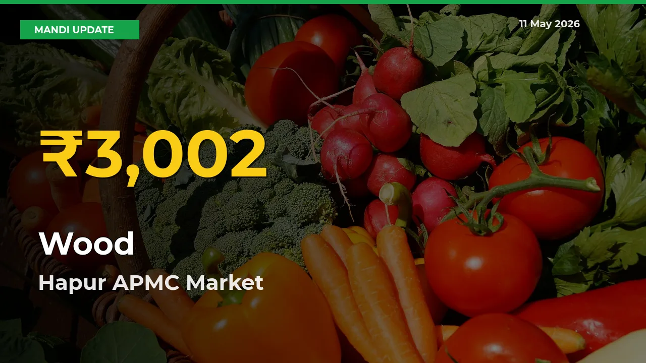 Wood Price Hits New High in Hapur APMC Today – Check Latest Mandi Rates