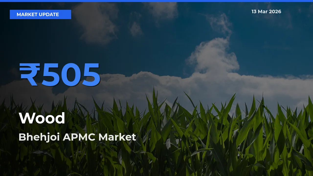Bhehjoi APMC Tops Wood Rates – March 13 Market Update