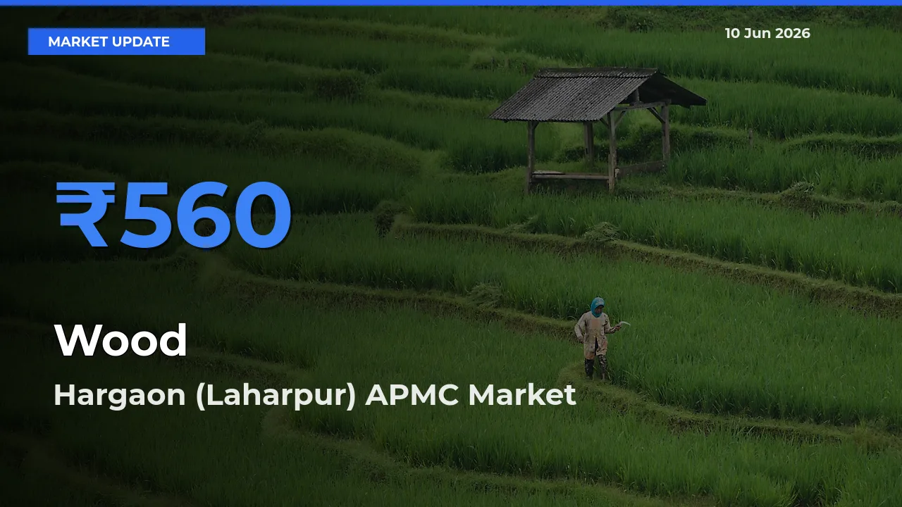Wood Mandi Rate Today: Hargaon (Laharpur) APMC Tops the List