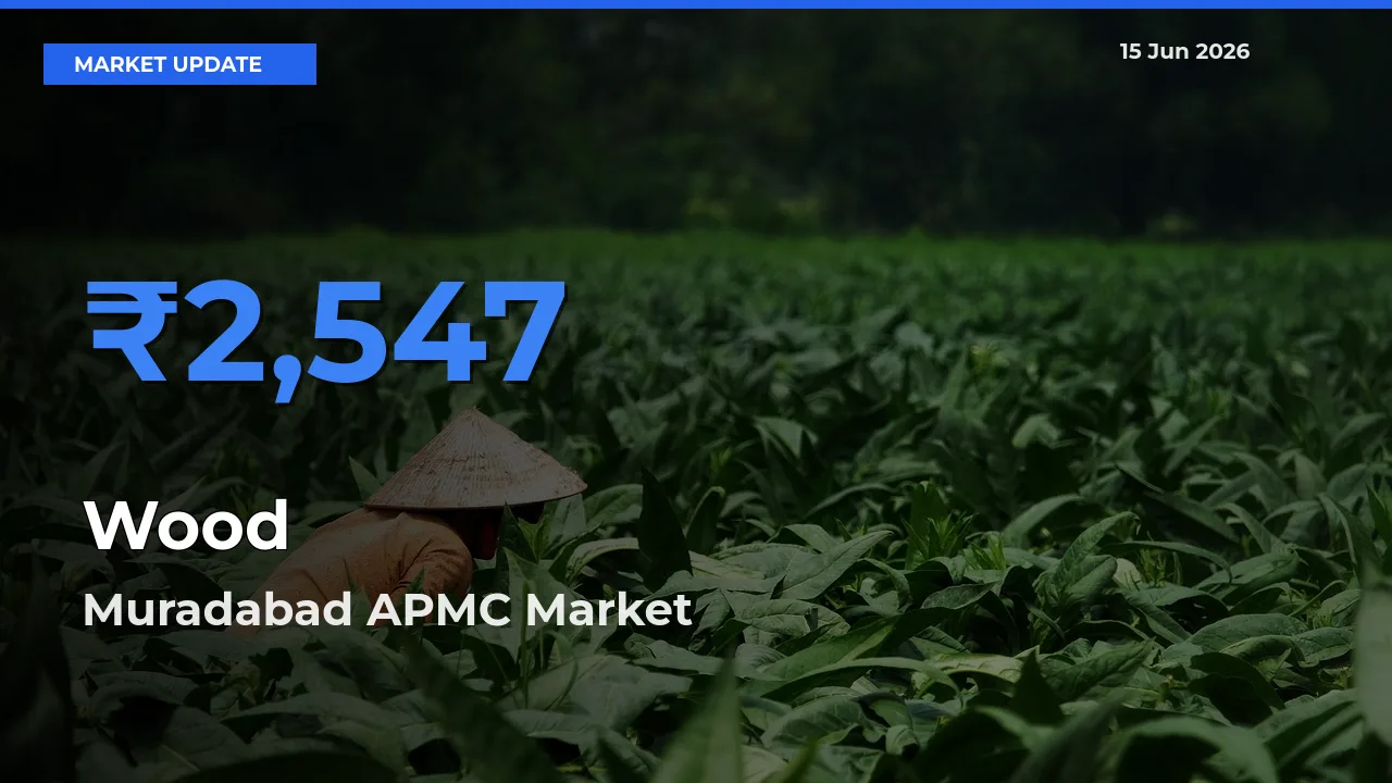 Top Performer! Muradabad APMC Offers Best Wood Price Today