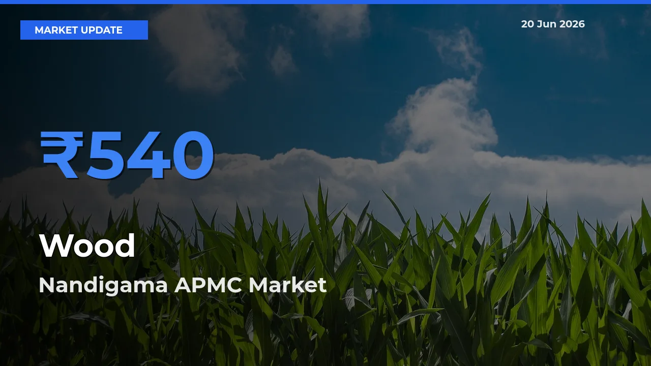 Nandigama APMC Tops Wood Rates – June 20 Market Update