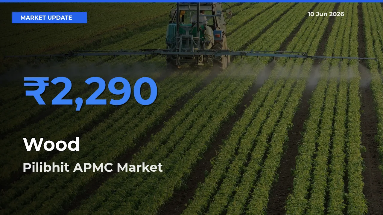 Market Watch: Pilibhit APMC Becomes Top Mandi for Wood