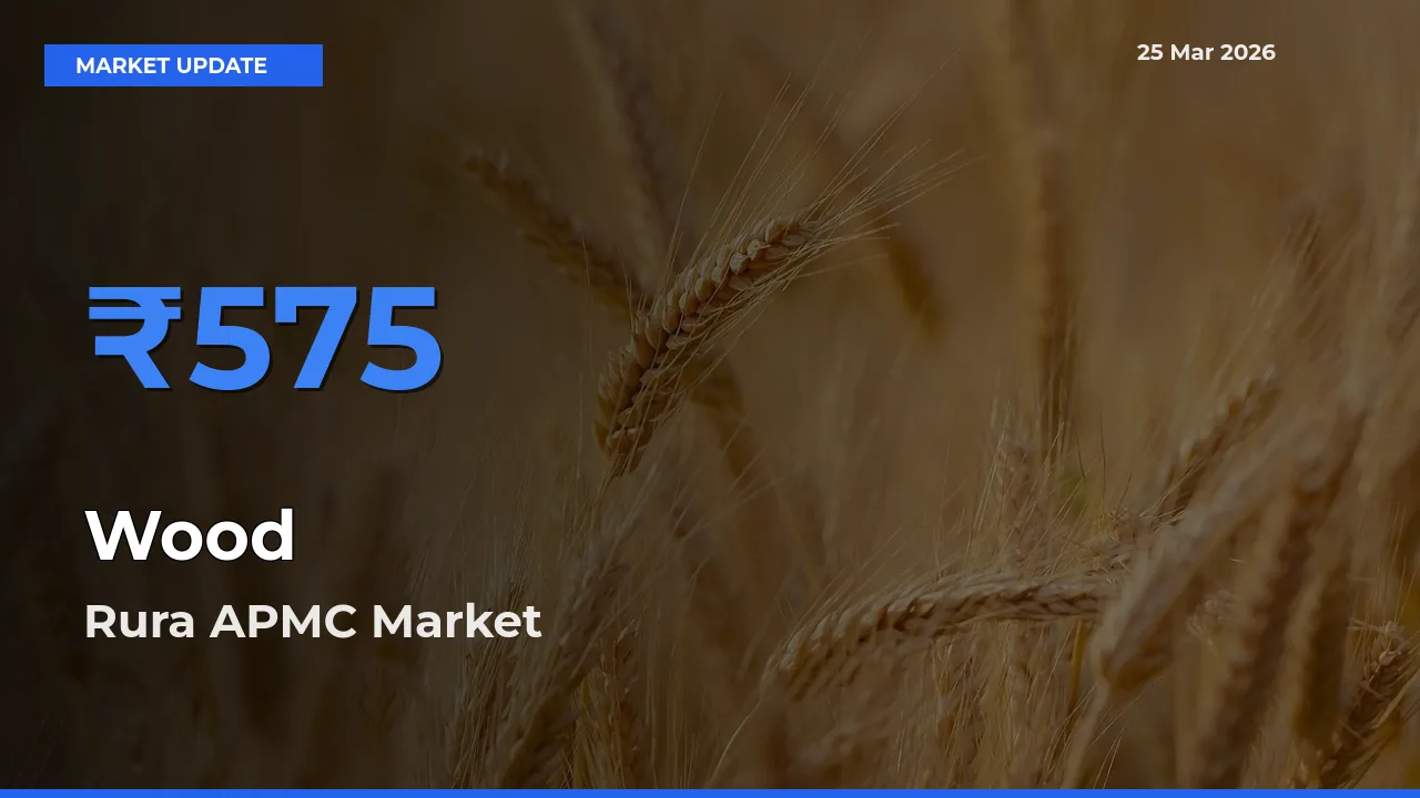 Market Watch: Rura APMC Becomes Top Mandi for Wood
