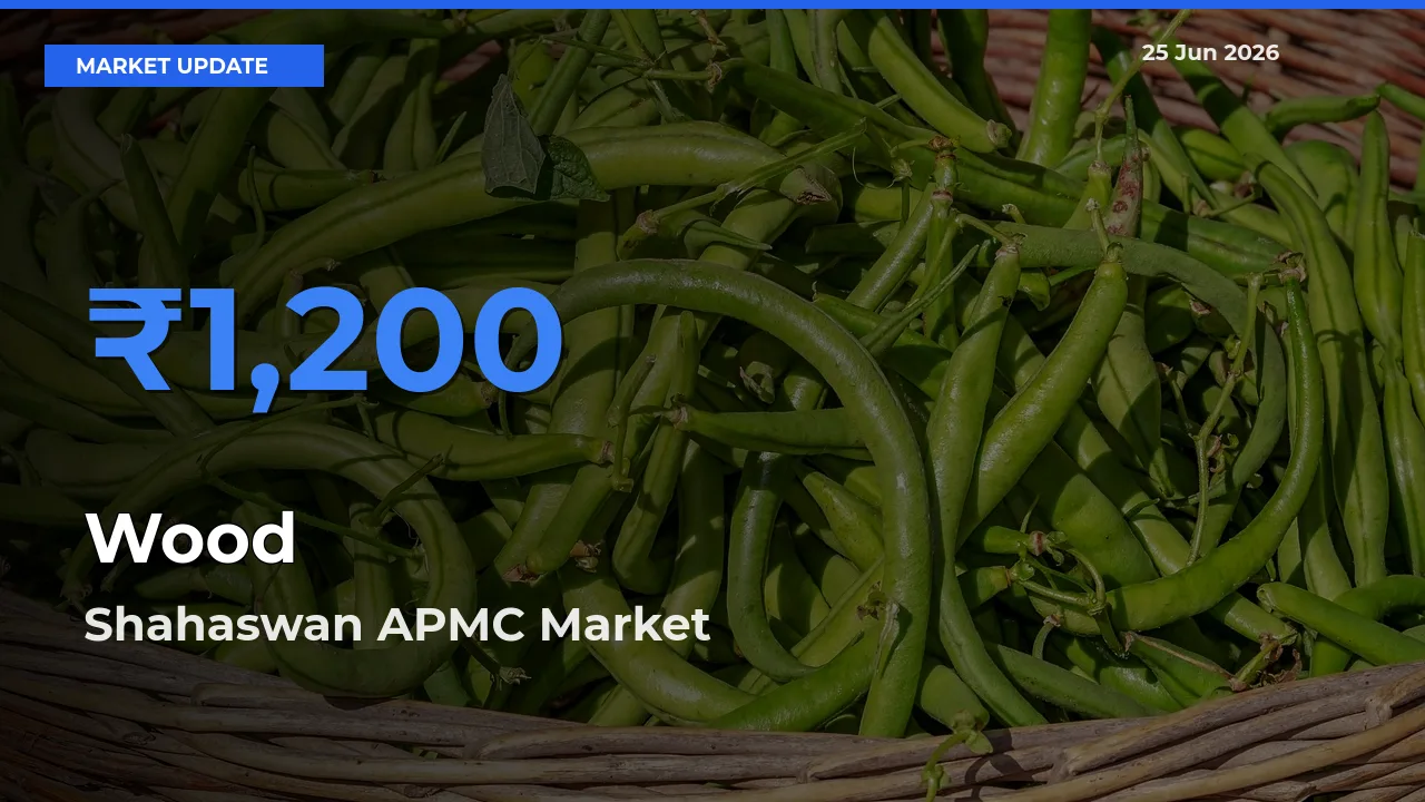 Top Performer! Shahaswan APMC Offers Best Wood Price Today