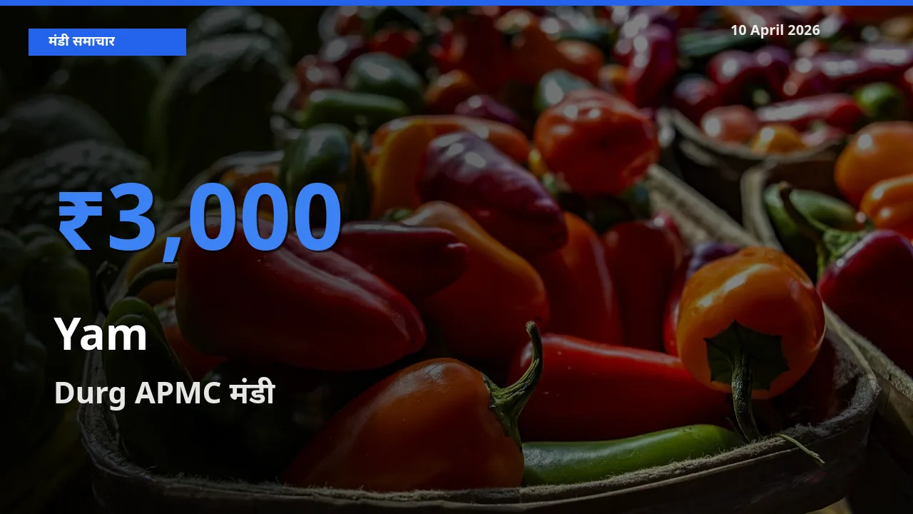 आज रतालू के सबसे ज़्यादा दाम Durg APMC मंडी में दर्ज