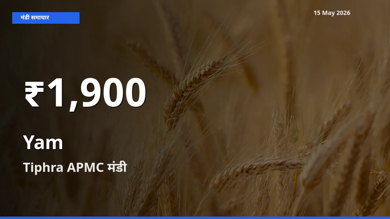 Tiphra APMC में रतालू ₹1,900 पर गिरा – 30 दिन का न्यूनतम भाव