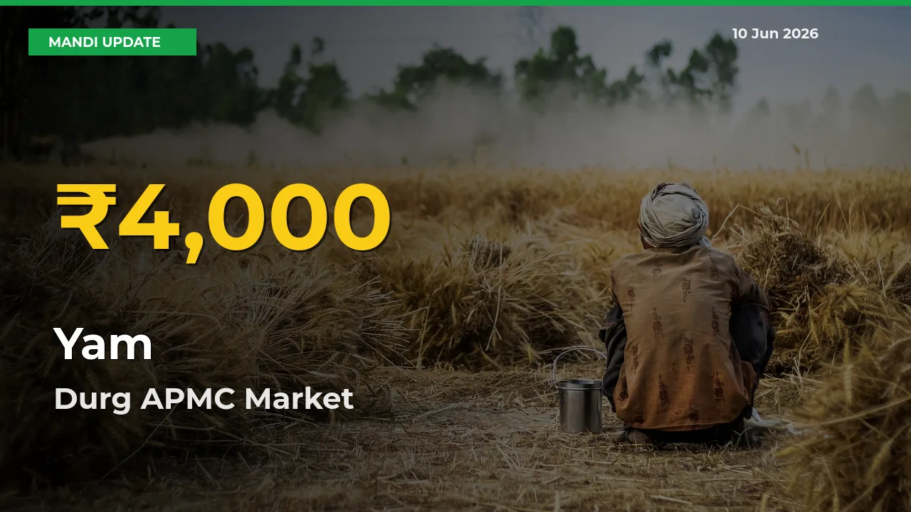 Big Jump in Yam Prices! Durg APMC Records New Peak Today