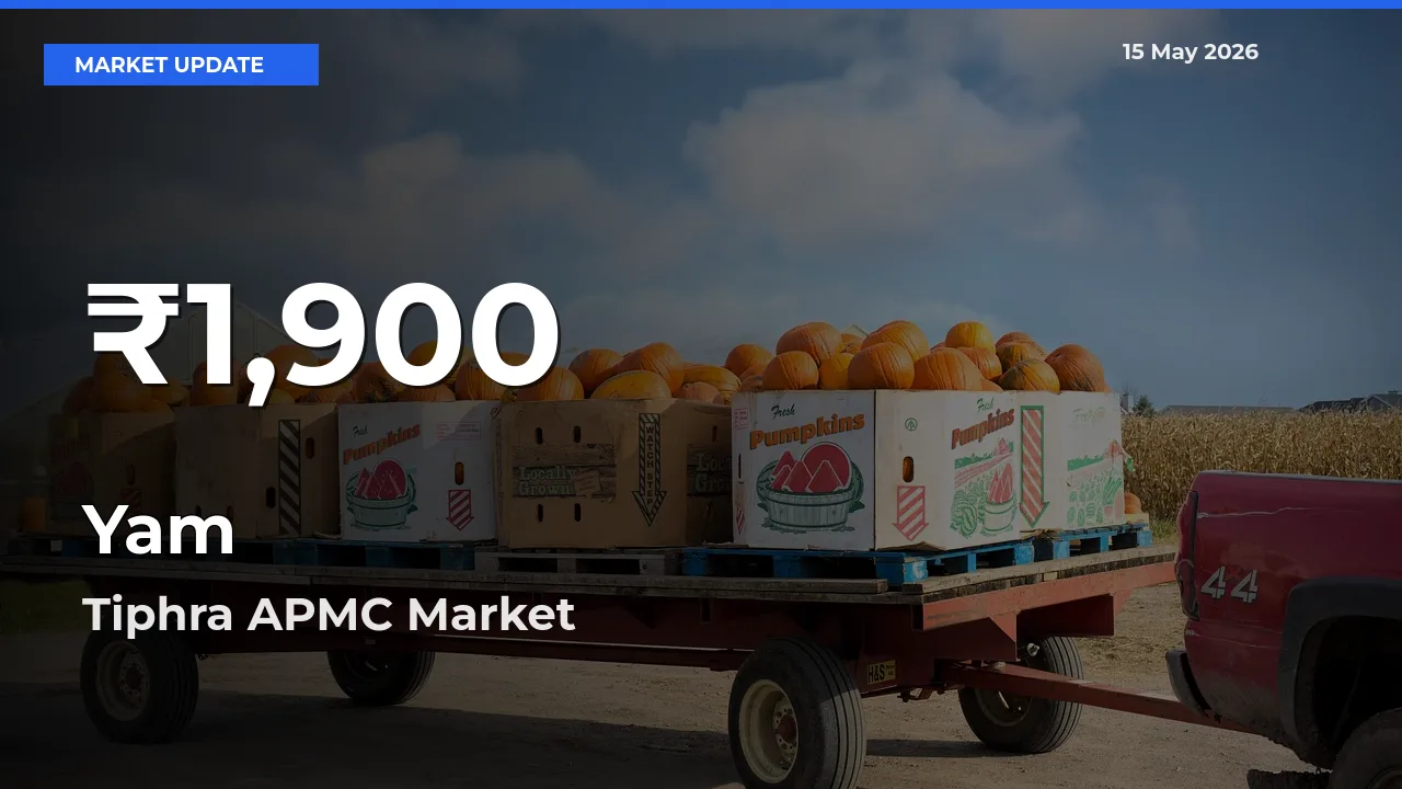 Sharp Fall! Yam Prices Drop to 30-Day Low in Tiphra APMC