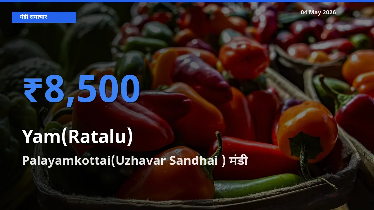 आज रतालू (रतलू) के सबसे ऊँचे दाम ₹8,500 Palayamkottai(Uzhavar Sandhai ) मंडी में