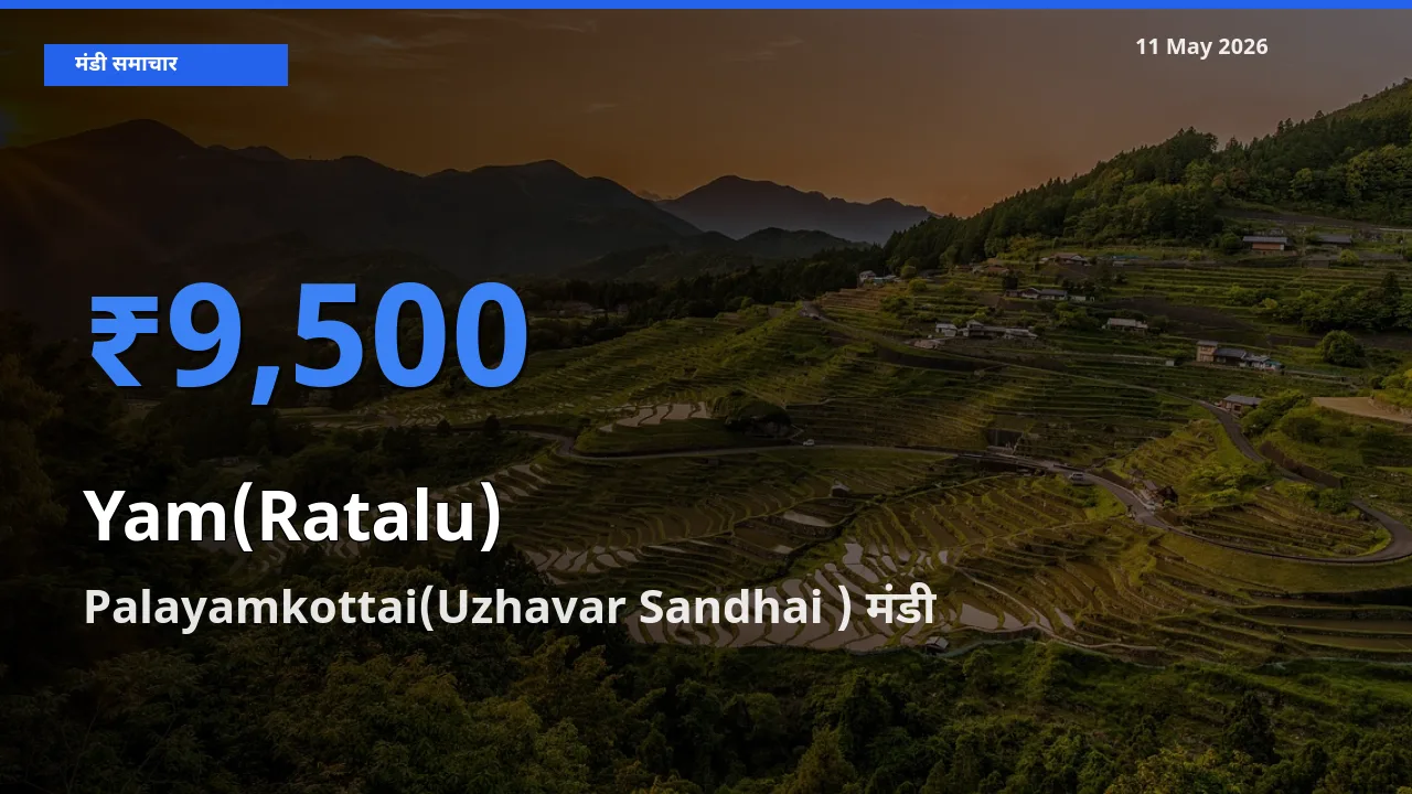 आज का मंडी भाव: रतालू (रतलू) के सबसे ज़्यादा दाम Palayamkottai(Uzhavar Sandhai ) में