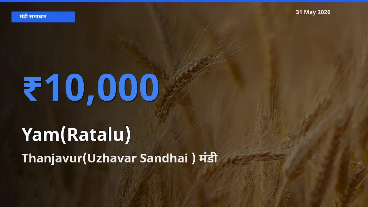 आज रतालू (रतलू) के सबसे ज़्यादा दाम Thanjavur(Uzhavar Sandhai ) मंडी में दर्ज
