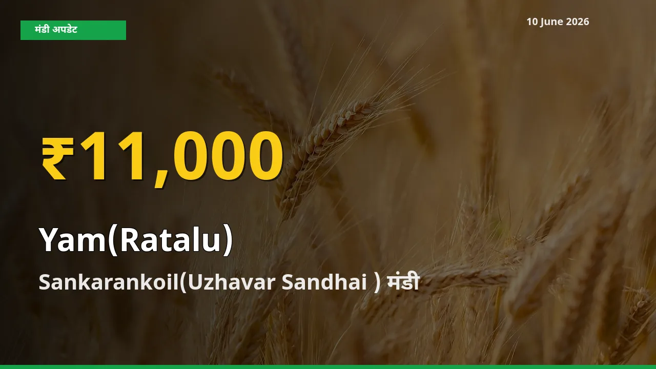 रतालू (रतलू) के दामों ने बनाया नया रिकॉर्ड, Sankarankoil(Uzhavar Sandhai ) में तेज़ी