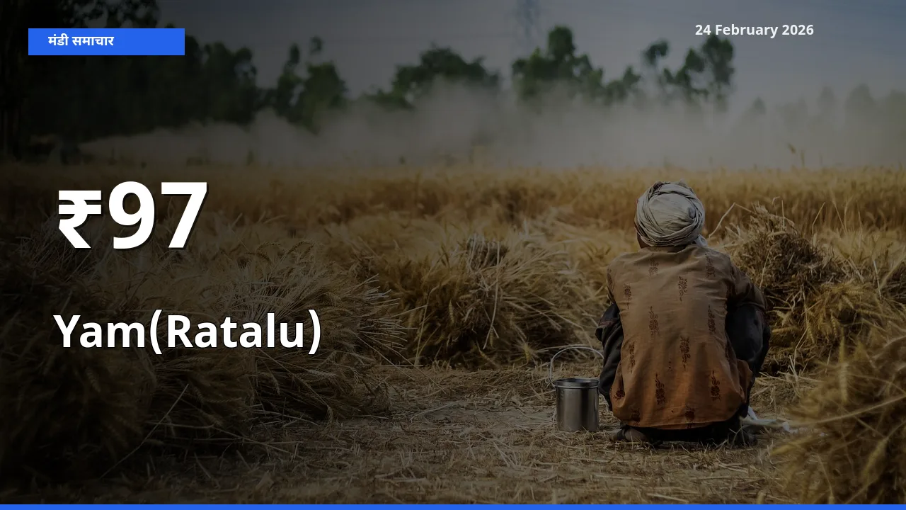 Yam(Ratalu) का ट्रेंड कई मंडियों में साफ