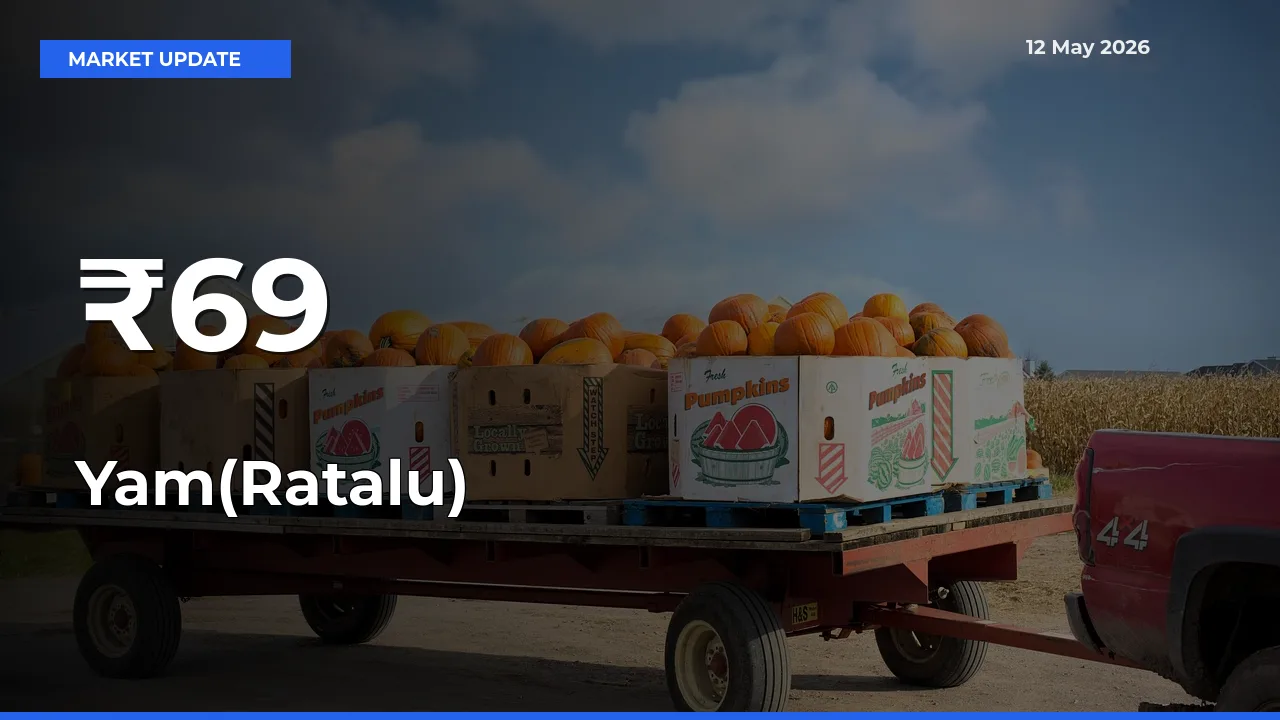 Why Yam(Ratalu) Prices Are Moving Across Multiple Mandis Today
