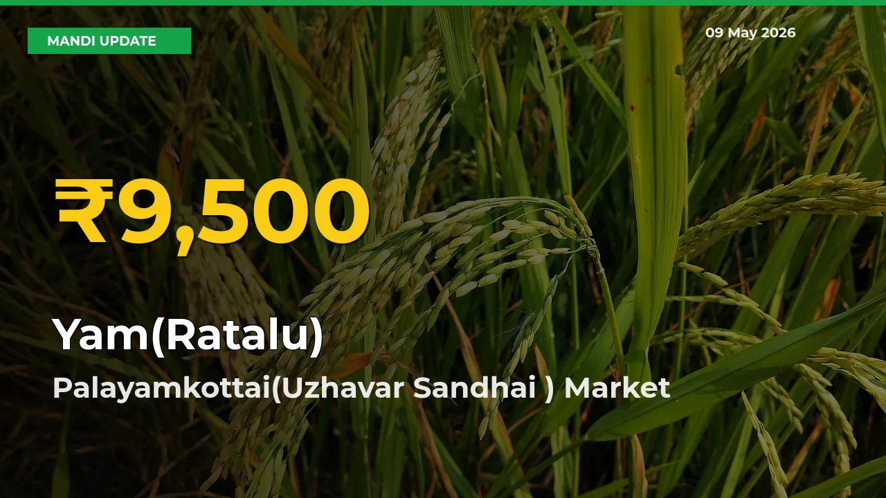 Yam(Ratalu) Hits Fresh High in Palayamkottai(Uzhavar Sandhai ) Today