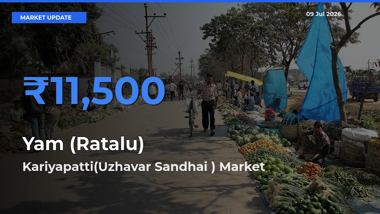 Top Performer! Kariyapatti(Uzhavar Sandhai ) Offers Best Yam (Ratalu) Price Today