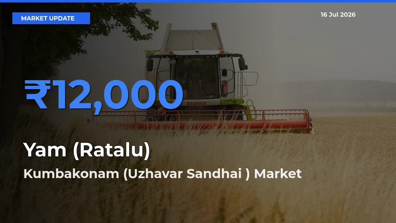 Farmers Prefer Kumbakonam (Uzhavar Sandhai ) as Yam (Ratalu) Hits Highest Rate