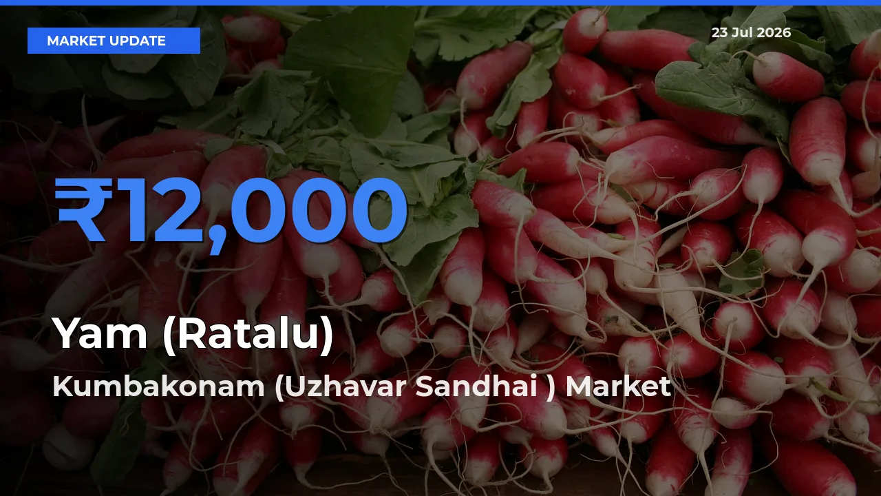 Farmers Prefer Kumbakonam (Uzhavar Sandhai ) as Yam (Ratalu) Hits Highest Rate