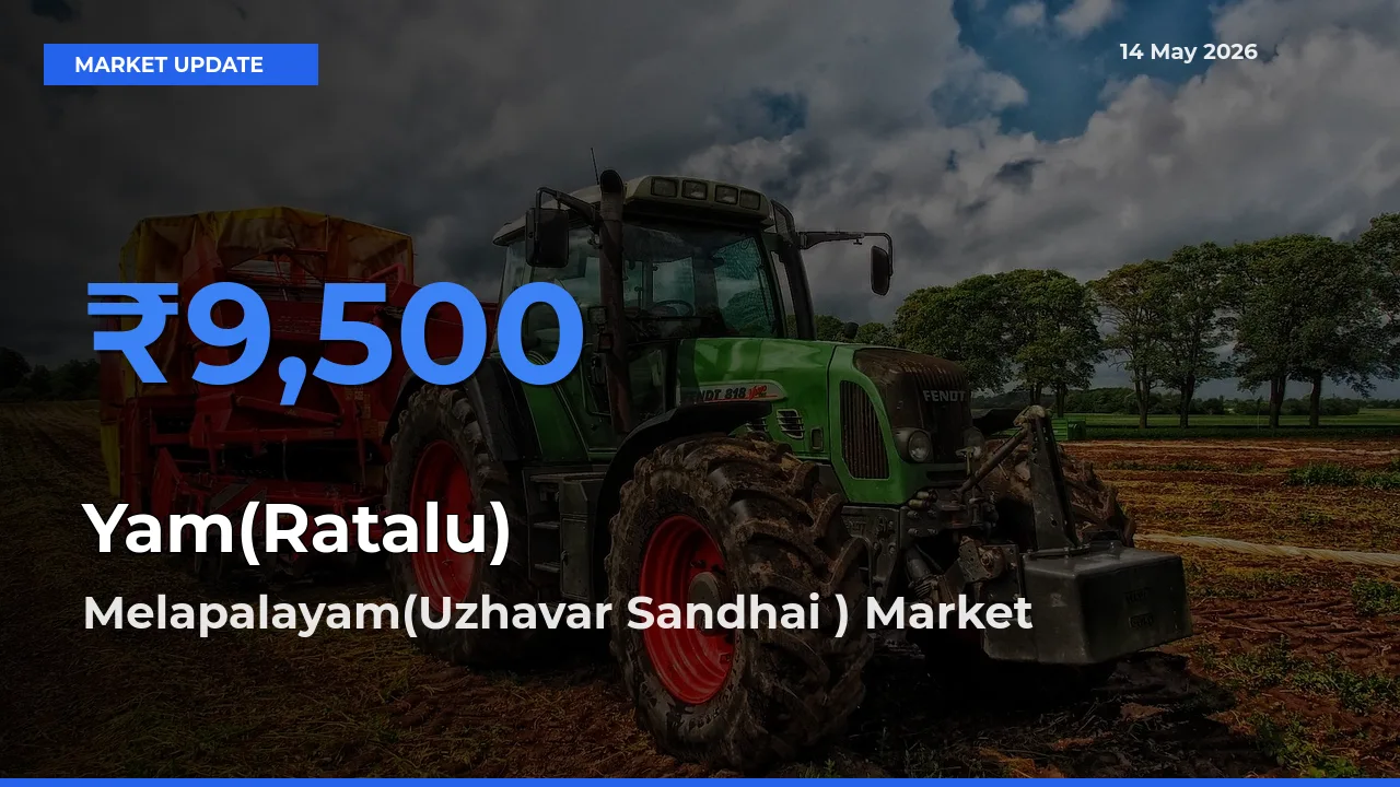 Melapalayam(Uzhavar Sandhai ) Emerges as Top Mandi for Yam(Ratalu) Prices Today