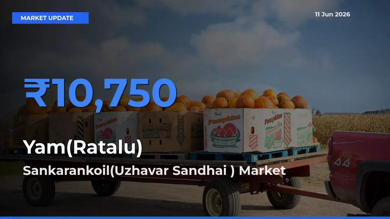 Farmers Prefer Sankarankoil(Uzhavar Sandhai ) as Yam(Ratalu) Hits Highest Rate