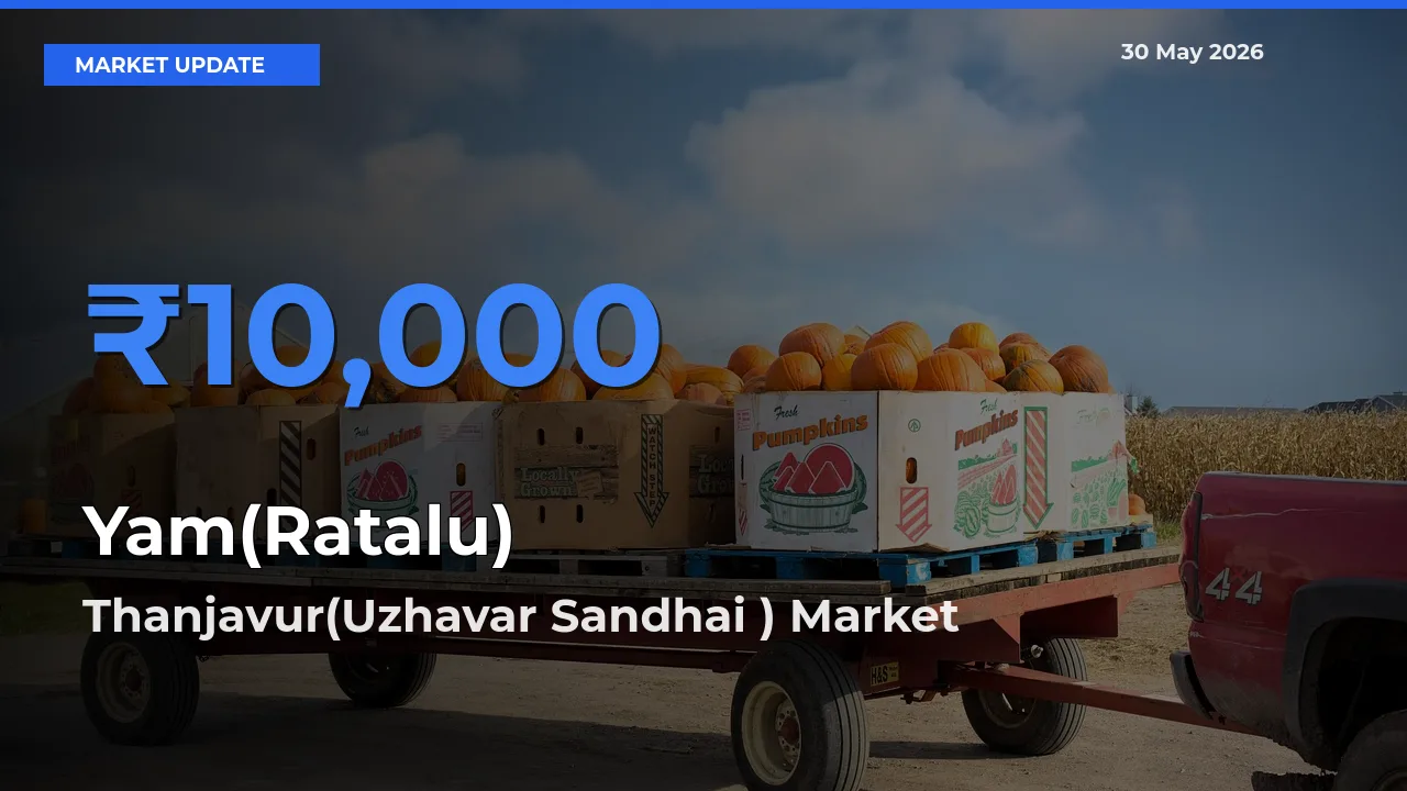 Thanjavur(Uzhavar Sandhai ) Leads as Top Mandi for Yam(Ratalu) Prices