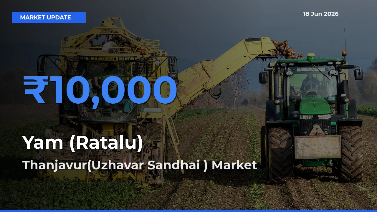 Thanjavur(Uzhavar Sandhai ) Tops Yam (Ratalu) Mandi Rates Today