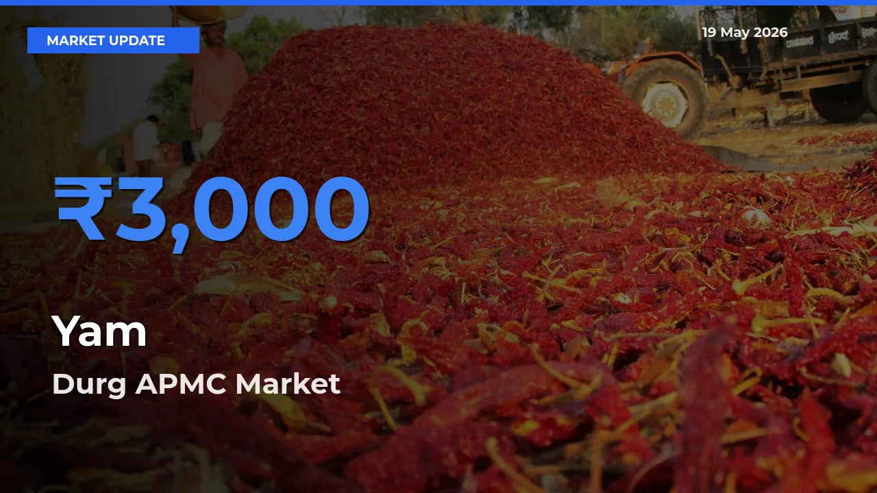 Durg APMC Leads as Top Mandi for Yam Prices
