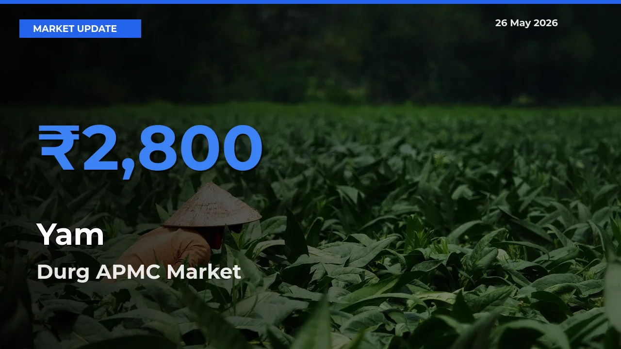 Durg APMC Leads as Top Mandi for Yam Prices