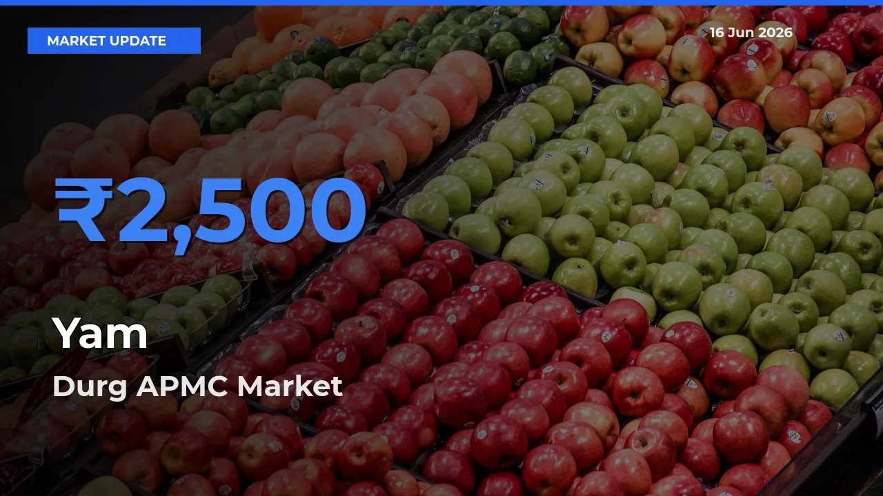 Durg APMC Tops Yam Rates – June 16 Market Update